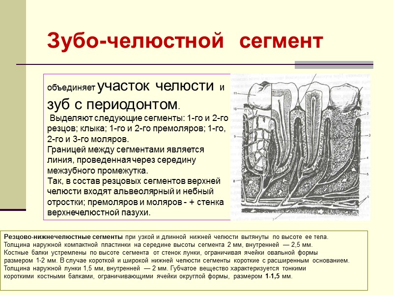 объединяет участок челюсти и зуб с периодонтом.  Выделяют следующие сегменты: 1-го и 2-го